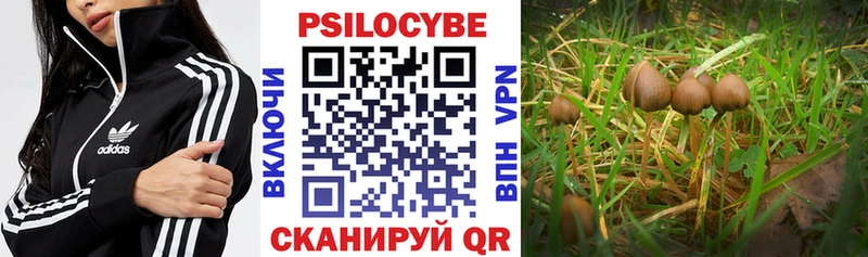 Псилоцибиновые грибы Cubensis  Тайшет 